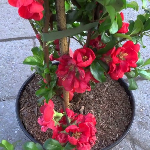 Chaenomeles superba 'Red Trail' - Kaunis ebaküdoonia 'Red Trail' C1,5/1,5L 